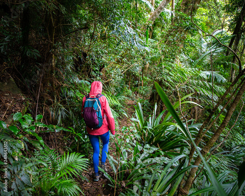 hiker girl with backpack walking through unique dense tropical rainforest in australia, albert river cirquit; gondwana rainforest in lamington national park, queensland, near brisbane and gold coast