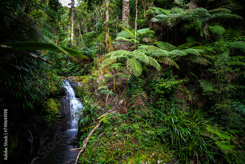 Echo Falls - powerfull waterfall in a gondwana rainforest - Lamington National Park, Green Mountain section alogside Albert River Circuit