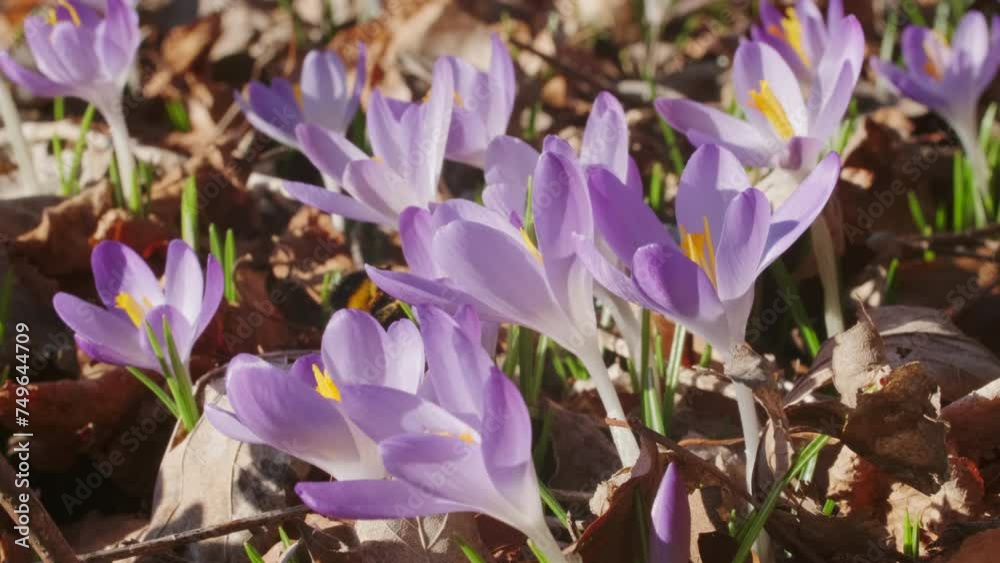 Springtime close-up view of violet crocuses and bumblebee. Soft selective focus of flowering crocus flowers, 4k