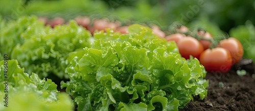 Lush green lettuce leaves and red ripe tomatoes are thriving in a non-toxic vegetable garden. Sunlight illuminates the vibrant colors and healthy growth of the plants.