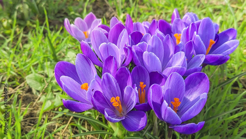 crocuses blooming in the park under the bright rays of the spring sun