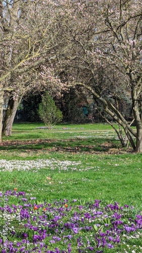 Wallpaper Mural spring in the park Torontodigital.ca