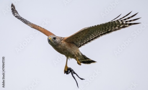 Florida red shouldered hawk, red shoulder hawk photo