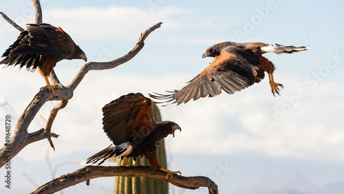 Three Harris Hawks gather on the branches of a dead tree with the top of a saguaro cactus and clouds in the background. The hawk in the center has his beak open in an objection towards the others. photo