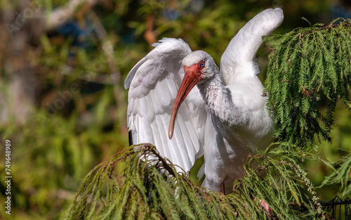 Canvastavla Florida ibis, white ibis, ibis bird, white feathers