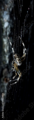Macro shot of a spider weaving a web in a dark corner photo