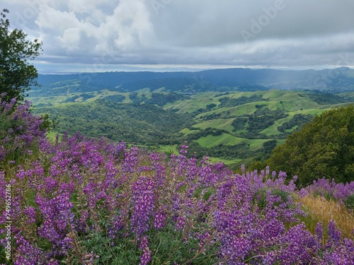 Sky Lupine flowers blooming in the East Bay Hills