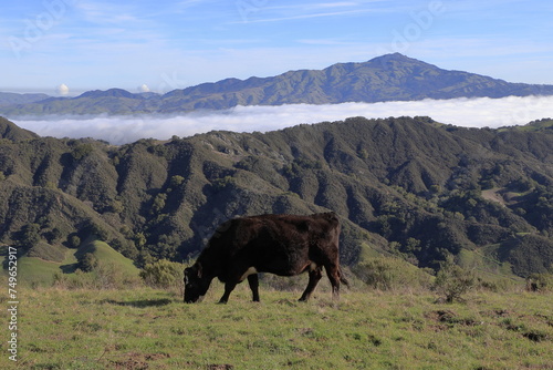 A cow grazes in the sunny East Bay hills while fog obscures the San Ramon valley below