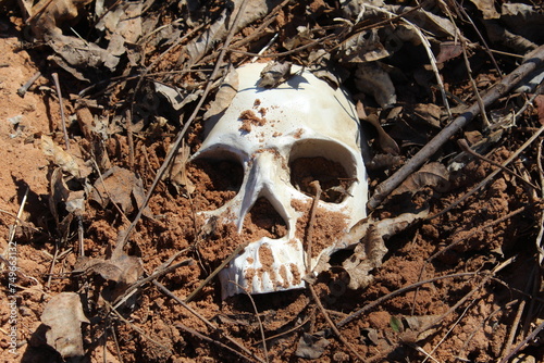 Human Skull Buried in the Ground