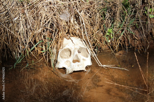 Human Skull in Water by Creek Bank