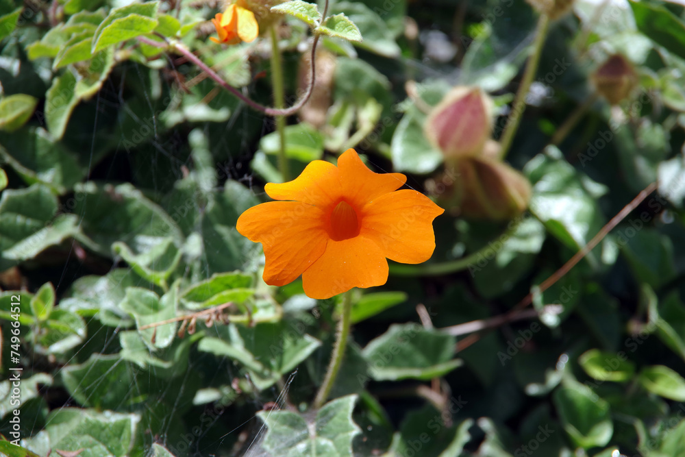 Orange Clock Vine Thunbergia gregorii blossom Orange Clock Vine Thunbergia gregorii blossom