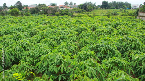Cassava tree gardens are trees whose roots can be consumed and whose leaves can be eaten as a side dish