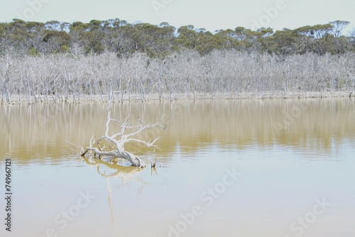The Dead Trees of Dunns Swamp, Fitzgerald Coast, Western Australia.