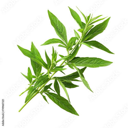 Natural and Fresh Lemon Verbena isolated on transparent background 