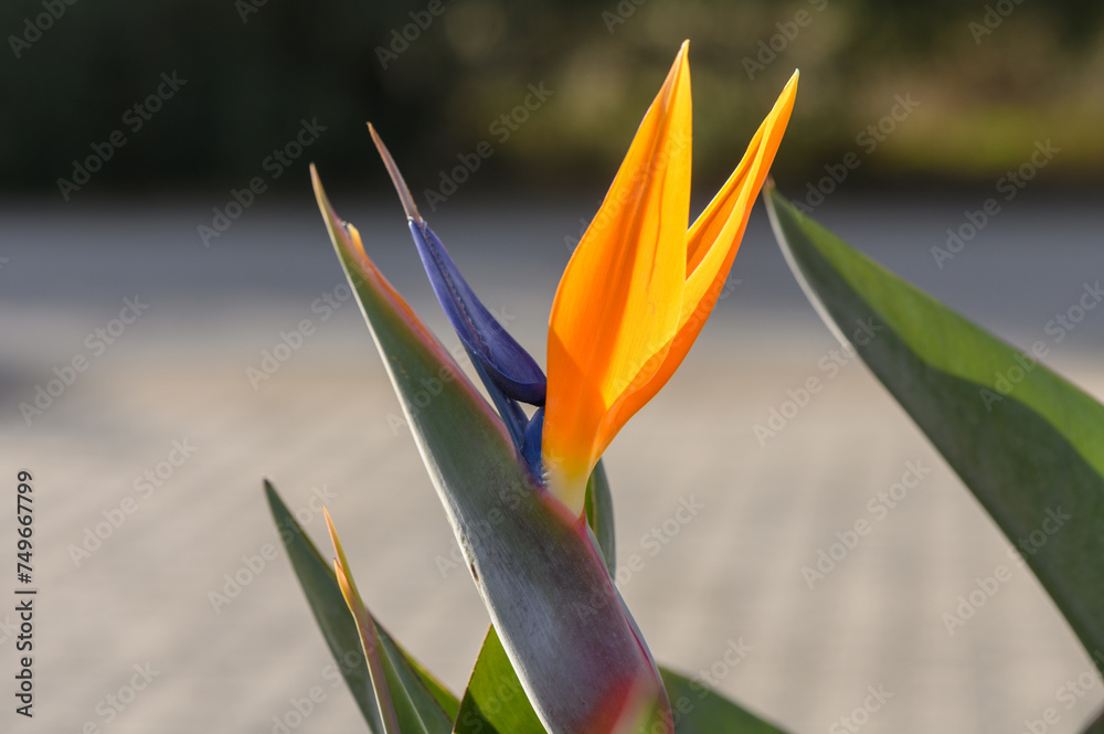 Obraz premium Strelitzia flower in winter in the sun in Cyprus 3