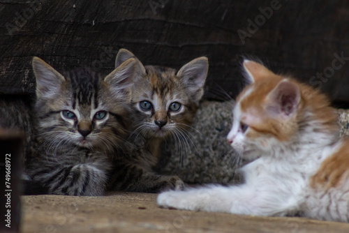 cats in a barn on the farm
