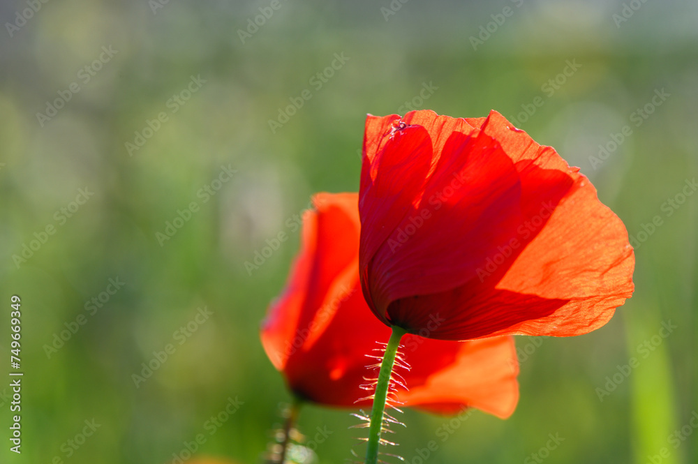 Sunset over poppy field on countryside. Selective focus.7 Sunset over poppy field on countryside. Selective focus.7