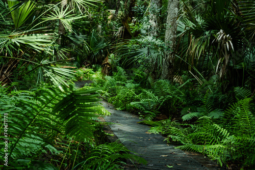 The beautiful Saint Francis Trail through the Ocala National Forest in Florida