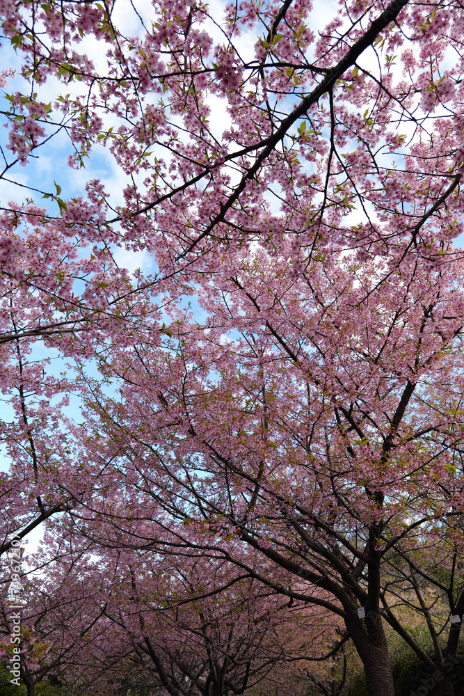 Kawazu cherry blossoms at Chigasaki Park in Yokohama Kawazu cherry blossoms at Chigasaki Park in Yokohama