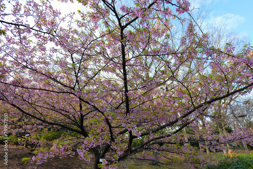 Kawazu cherry blossoms at Chigasaki Park in Yokohama photo