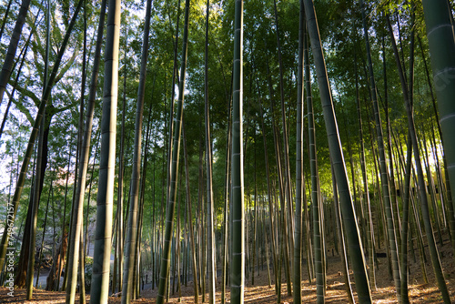 茅ケ崎公園の竹林
