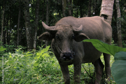 Buffalo farmer in the jungle