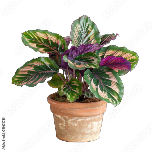 Exquisite Calathea Rosey Plant on White Background with Striped Green Leaves, Captured in Transparent Cut Out Style photo
