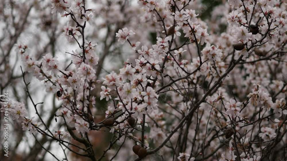 Bumblebee collects nectar from almond tree flowers. Insects pollinate a flowering almond tree. White petals fall down. White and pink flowers in early spring. Rovinj, Croatia - February 29, 2024 Bumblebee collects nectar from almond tree flowers. Insects pollinate a flowering almond tree. White petals fall down. White and pink flowers in early spring. Rovinj, Croatia - February 29, 2024