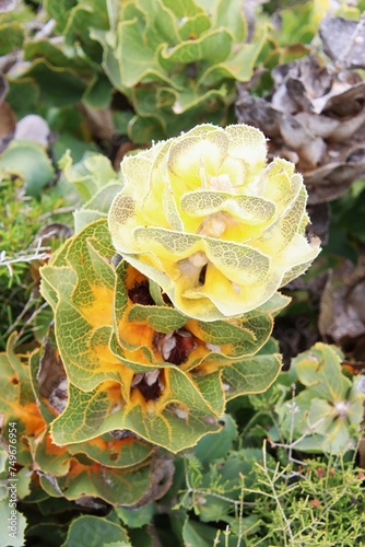 Unusual Flora, Fitzgerald Biosphere, Western Australia.