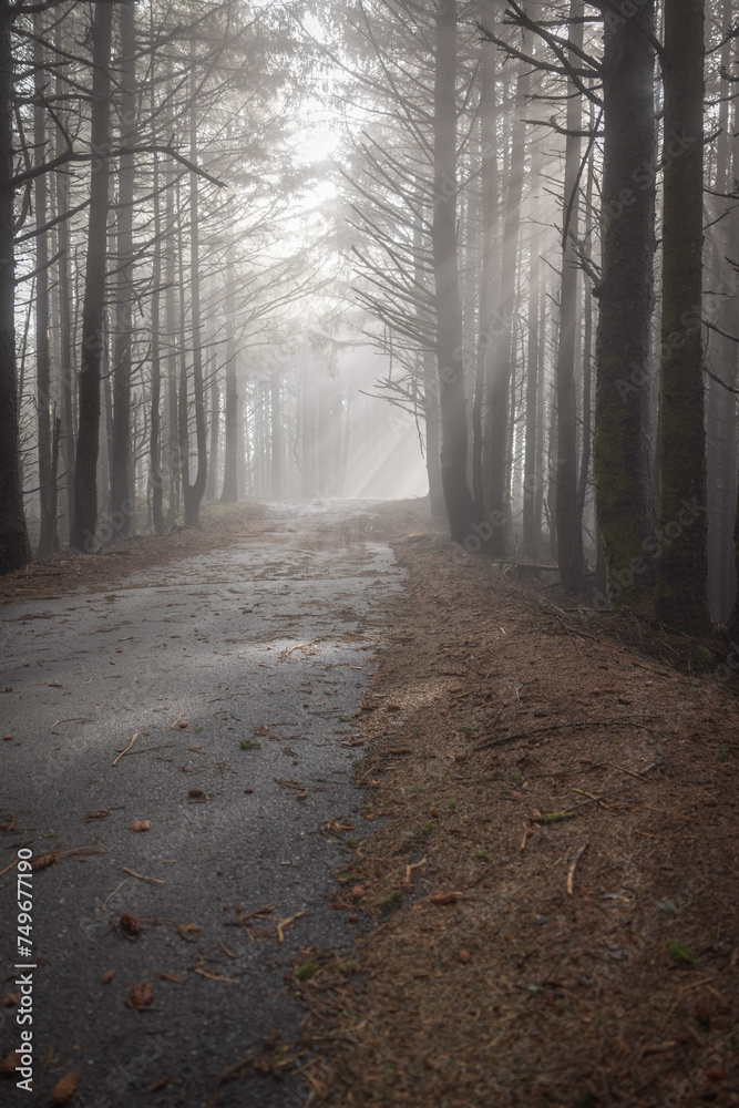 Obraz premium A forest path with a road running through it