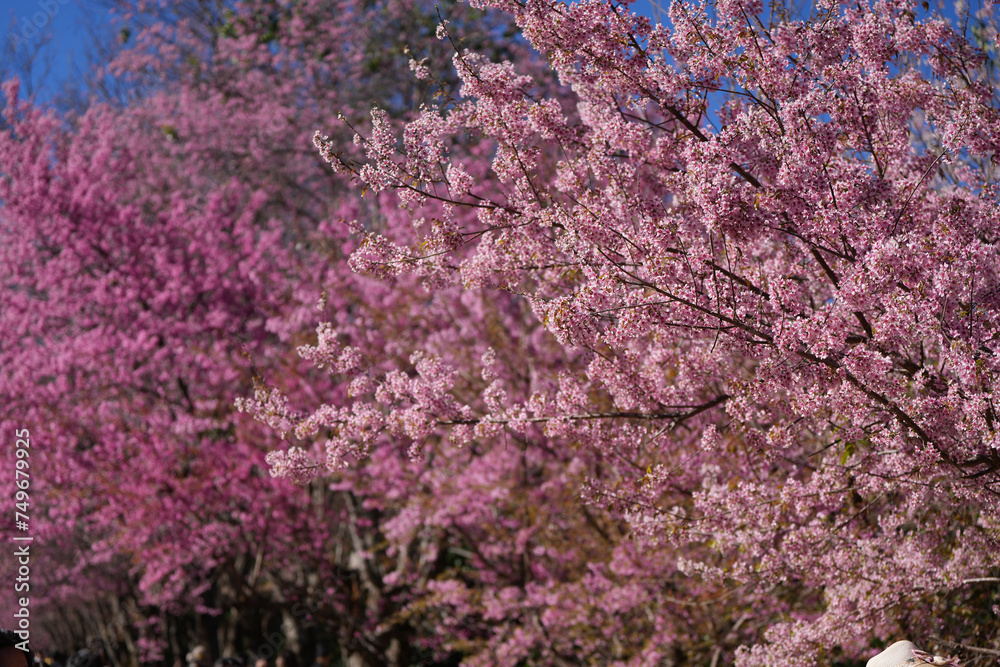 travel to see cherry blossom on Doi Inthanon mountain national park in spring season chiangmai thailand travel to see cherry blossom on Doi Inthanon mountain national park in spring season chiangmai thailand