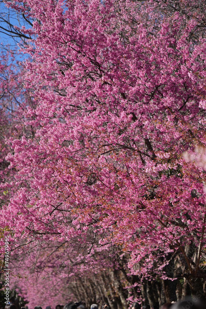 travel to see cherry blossom on Doi Inthanon mountain national park in spring season chiangmai thailand