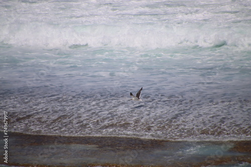 A Seagull Flying Above the Edge of a Wave, Fitzgerald Coast, Western Australia.