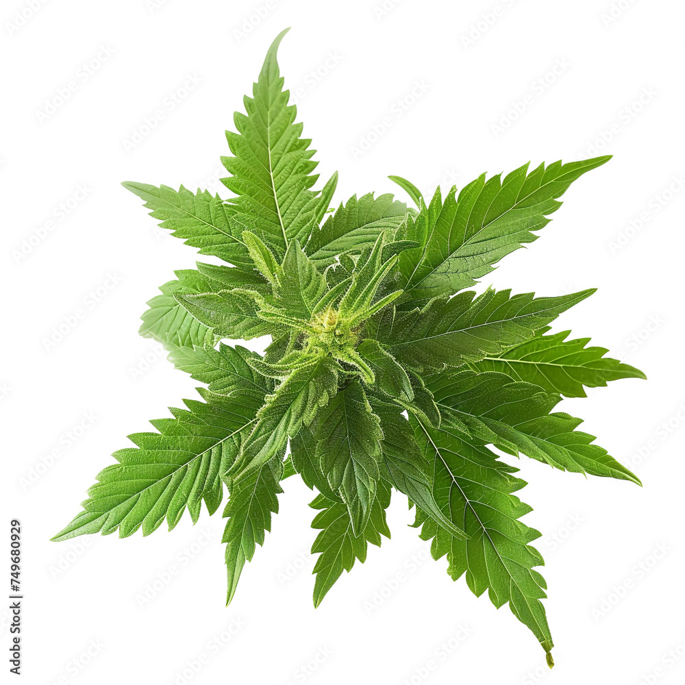 Beautiful Nettle Nectar isolated on transparent background Beautiful Nettle Nectar isolated on transparent background