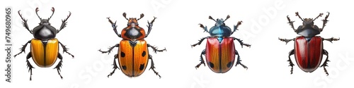 Set of beetles isolated on transparent background © zenith