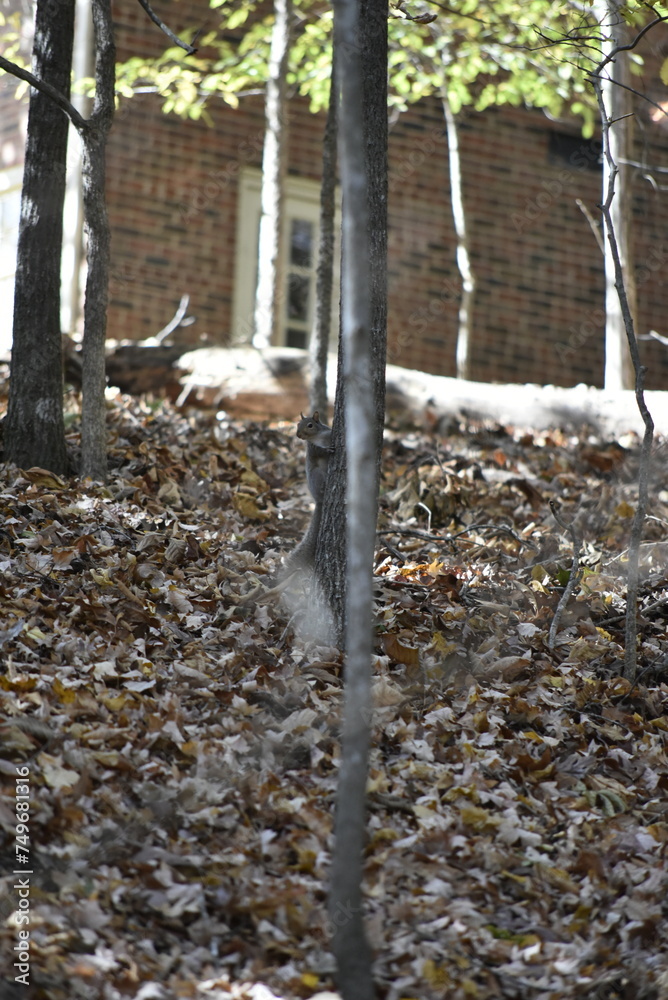 Obraz premium Squirrels in Nature