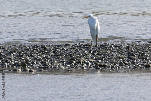 White Heron or crane