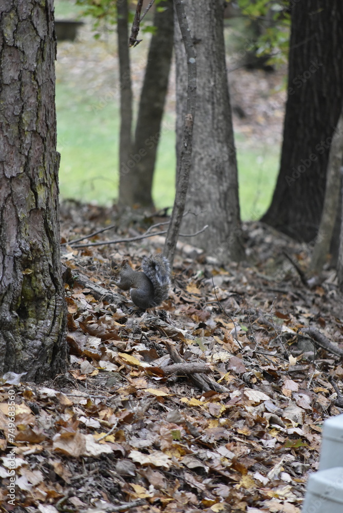 Obraz premium Squirrel Among Leaves