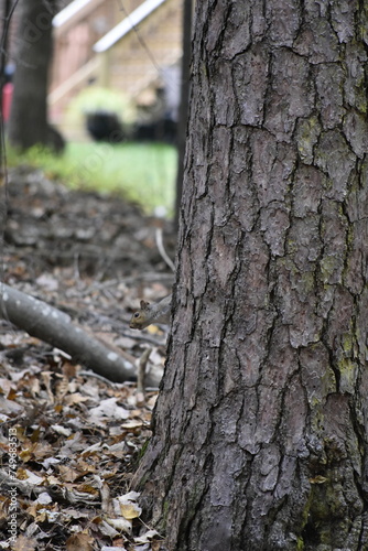 Squirrel Among Leaves