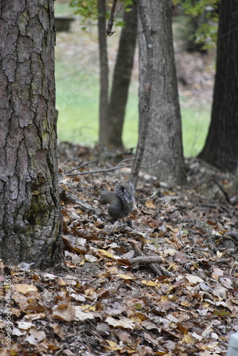 Squirrel Among Leaves
