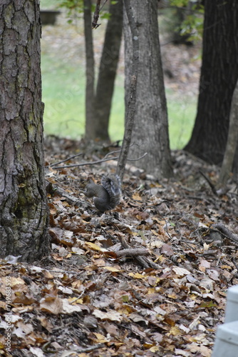Squirrel Among Leaves