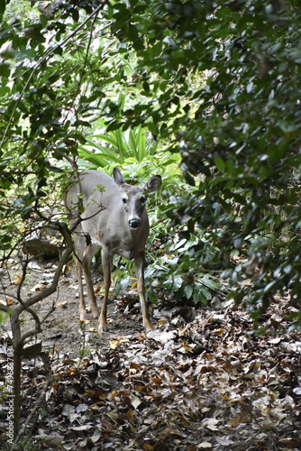 Deer in Woods