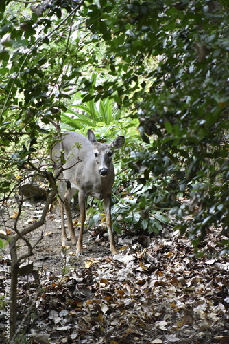 Deer in Woods