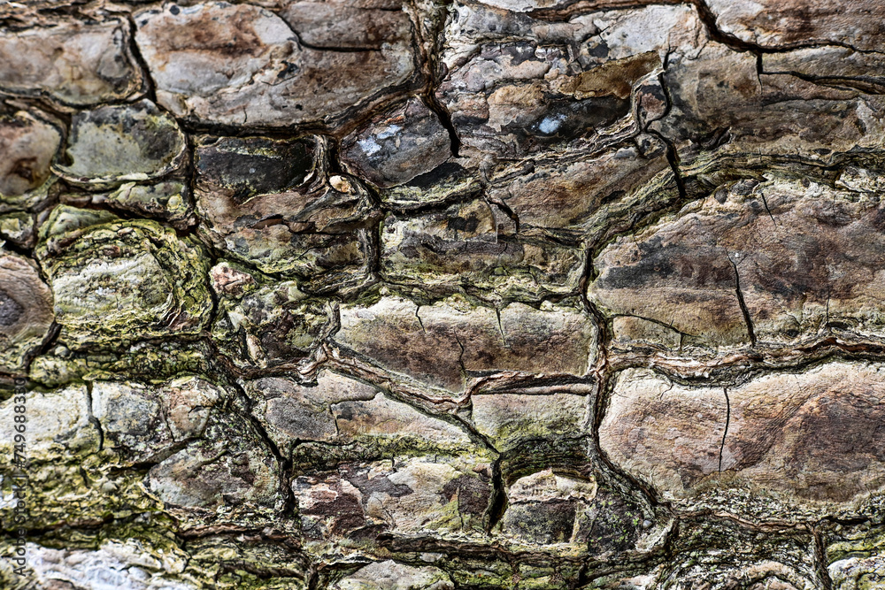 Natural texture of wooden tree bark Natural texture of wooden tree bark