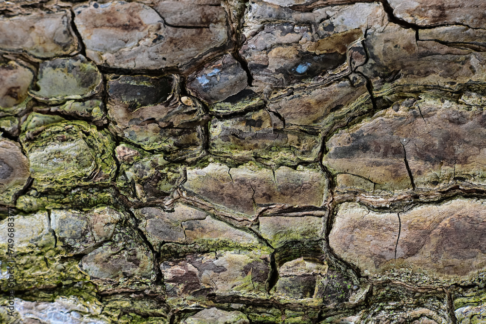 Natural texture of wooden tree bark Natural texture of wooden tree bark