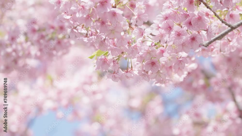 河津桜 河津桜