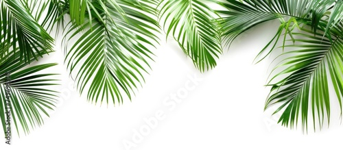 A collection of palm leaves arranged neatly against a white background  showcasing their unique shapes and textures. The leaves are vibrant and green  adding a natural touch to the composition.