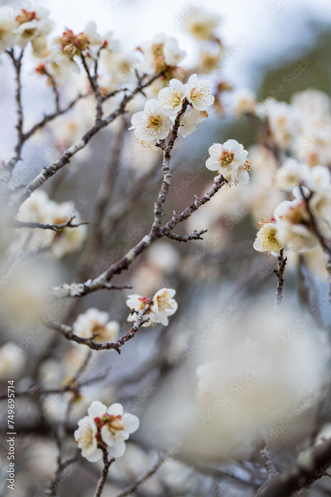 White plum blossom in japanese flower garden with bokeh background. Soft Focus. White plum blossom in japanese flower garden with bokeh background. Soft Focus.