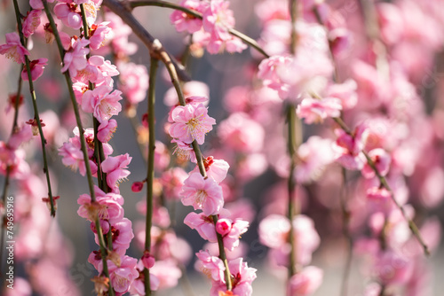 Weeping plum blossom in springtime in the garden, close up of pink flower petals with bokeh background. © Shawn.ccf