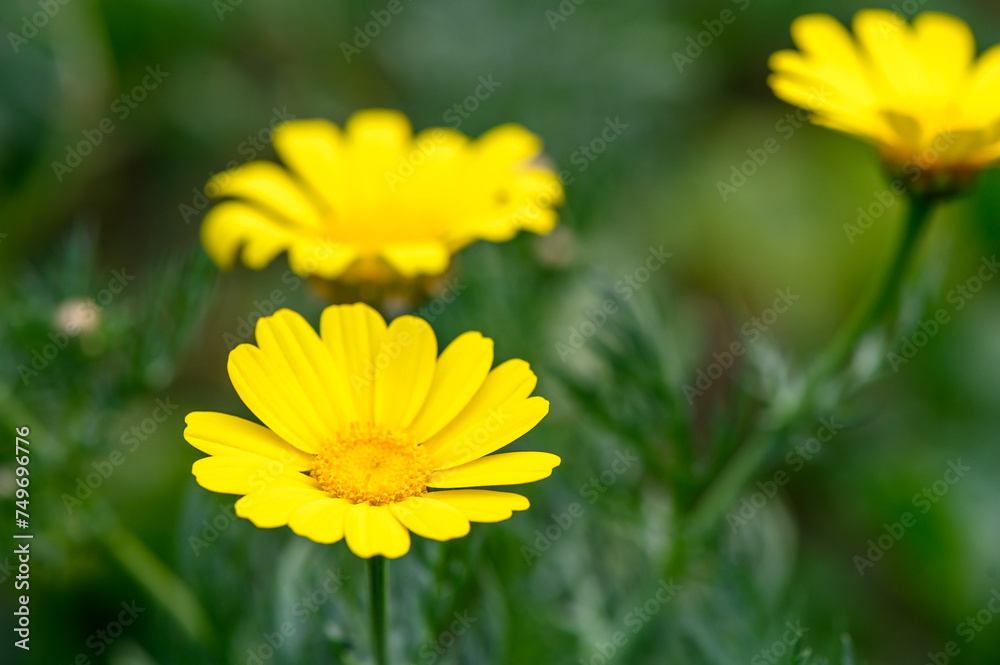 Yellow chamomile flowers on a dark green garden background 6 Yellow chamomile flowers on a dark green garden background 6